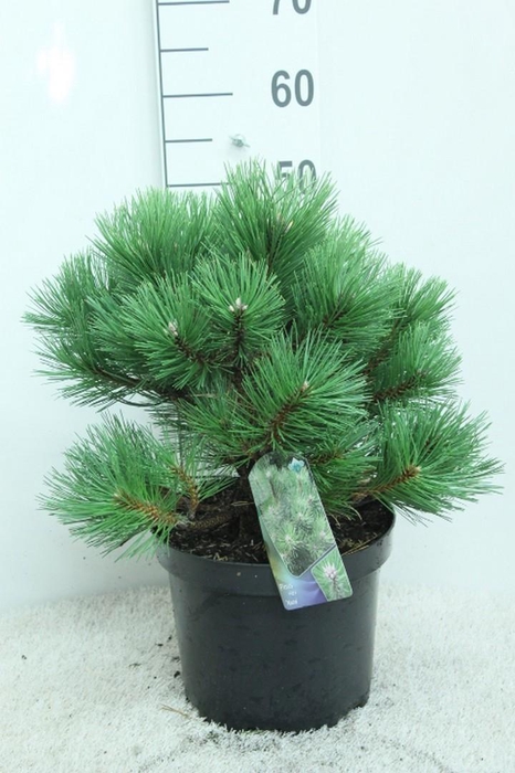 <h4>Pinus nigra 'Nana' P26 potgedrukt</h4>