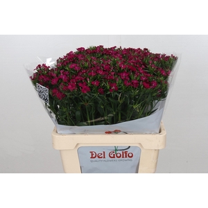 Dianthus Ba  Am Neon Cherry