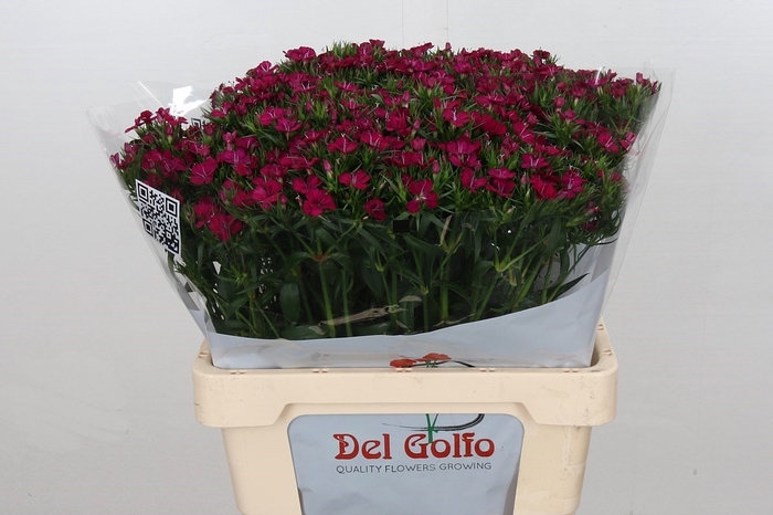 Dianthus Ba  Am Neon Cherry