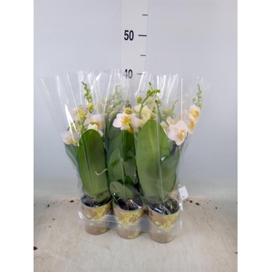 Phalaenopsis multi.   ...yellow