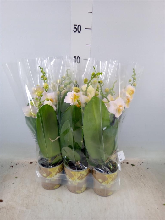 <h4>Phalaenopsis multi.   ...yellow</h4>