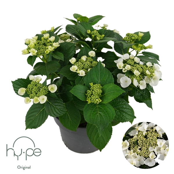 Hydrangea Lacecap White 7+ | Hy-pe Original
