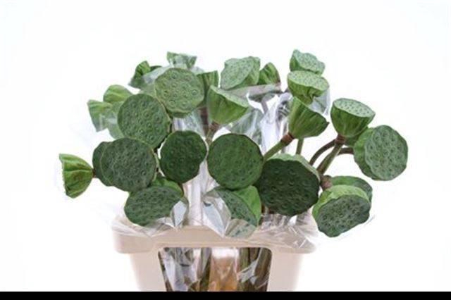 <h4>NELUMBO NUCIFERA</h4>