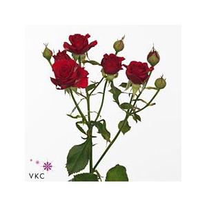 Rosa spray mirabel
