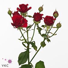 <h4>Rosa spray mirabel</h4>