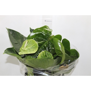 ANTH GREEN KING P17 PREMIUM