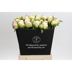 Paeonia In Full Sail