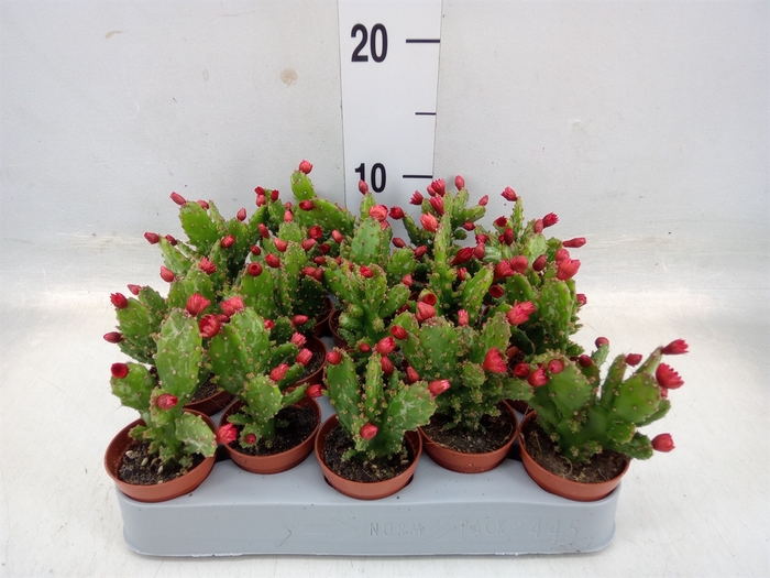 <h4>Austrocylindropuntia subulata</h4>