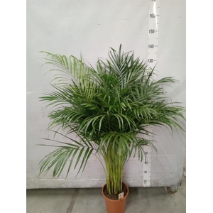 Dypsis lutescens   ...Chrysalidoca