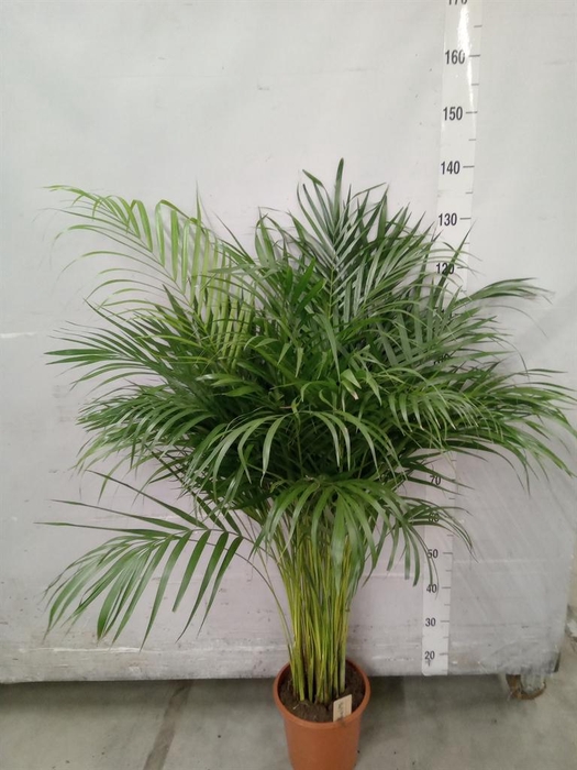 <h4>Dypsis lutescens   ...Chrysalidoca</h4>