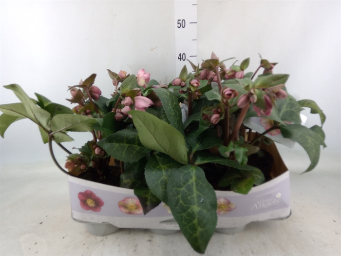 <h4>Helleborus  'Fkiss Pennys Pink'</h4>