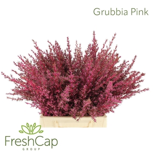 Grubbia Pink