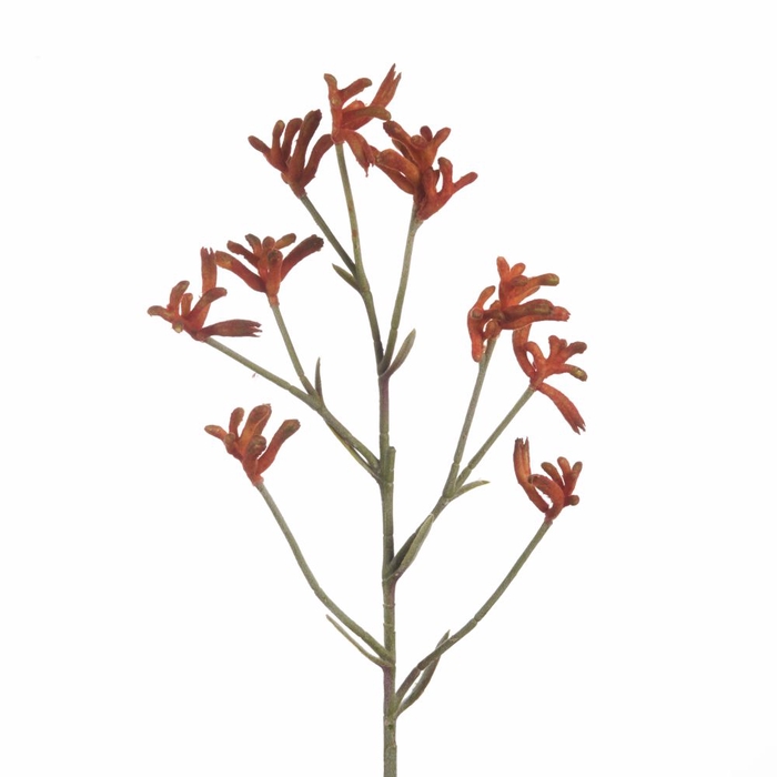 <h4>Af Anigozanthos L71cm Orange</h4>