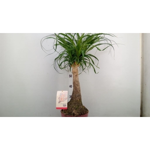 Beaucarnea recurvata