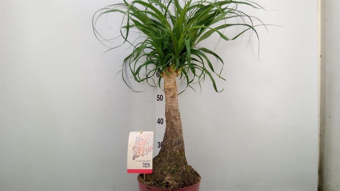 <h4>Beaucarnea recurvata</h4>