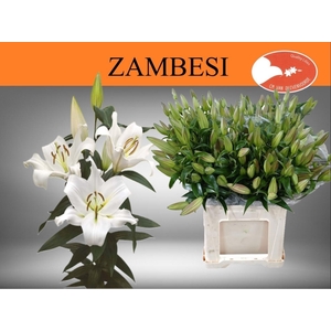 LI OT ZAMBESI