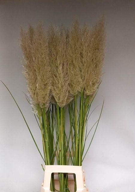 <h4>CORTADERIA EVITA EVITA X40 P.BL</h4>