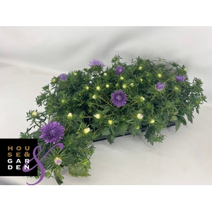 CALLIS STAR PURPLE
