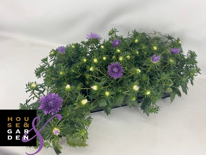 <h4>CALLIS STAR PURPLE</h4>