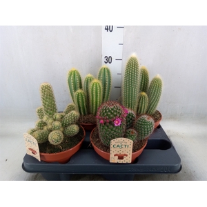 Cactus   ...mix