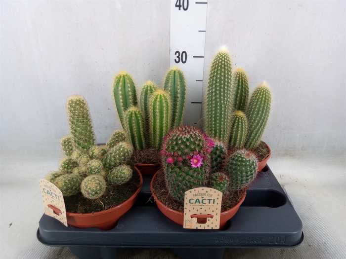 <h4>Cactus   ...mix</h4>