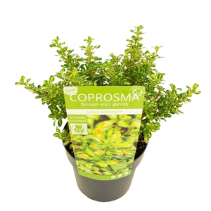 Coprosma rep. 'Lemon and Lime'