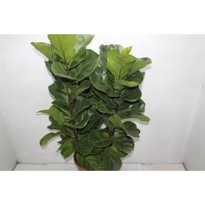 FICUS LYRATA BAMBINO P24 COMPACTO