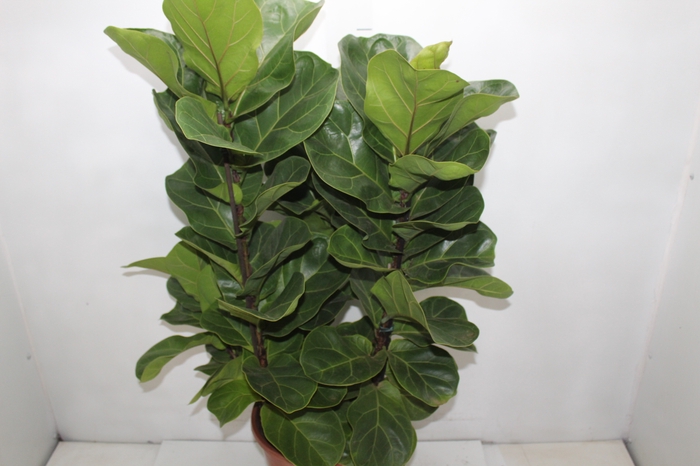 <h4>FICUS LYRATA BAMBINO P24 COMPACTO</h4>