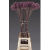 ALLIUM SUMMER DRUMME