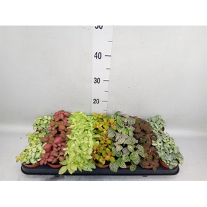 Fittonia   ...mix 7