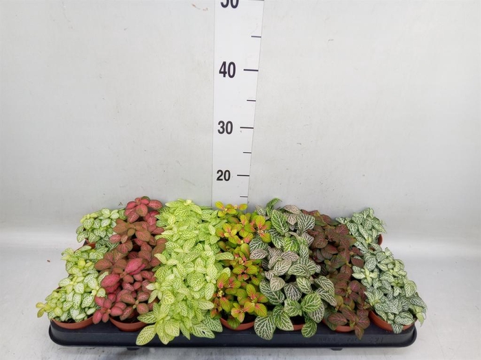 <h4>Fittonia   ...mix 7</h4>