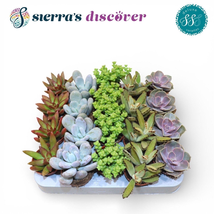 <h4>Discover® - Sevilla Succulents Mix (Deluxe)</h4>
