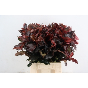 PHOT MAG VOLCANO 050CM