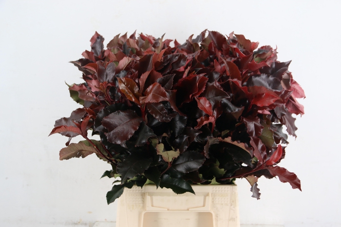 <h4>PHOT MAG VOLCANO 050CM</h4>