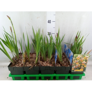 Iris sibirica