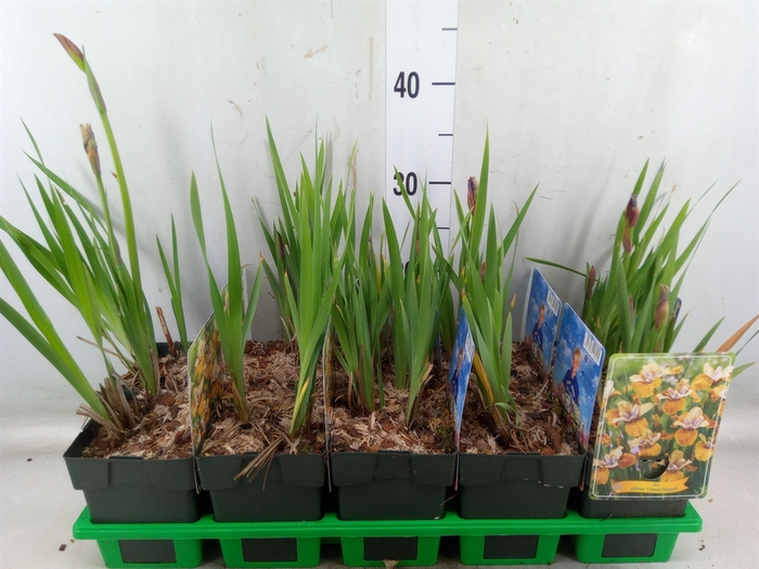 <h4>Iris sibirica</h4>