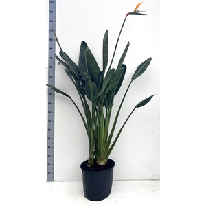STRELITZIA REGIN BL