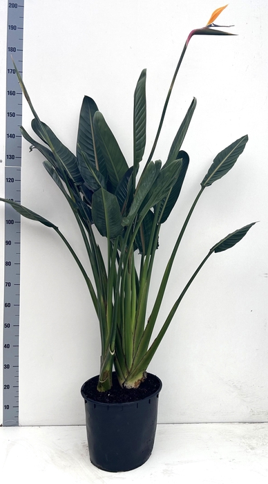 <h4>STRELITZIA REGIN BL</h4>