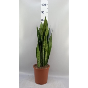 Sansevieria zeylanica