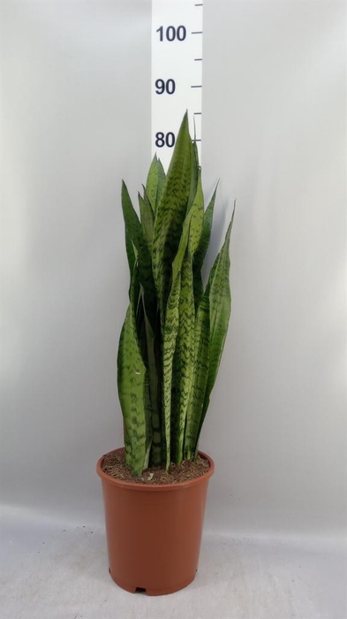 <h4>Sansevieria zeylanica</h4>