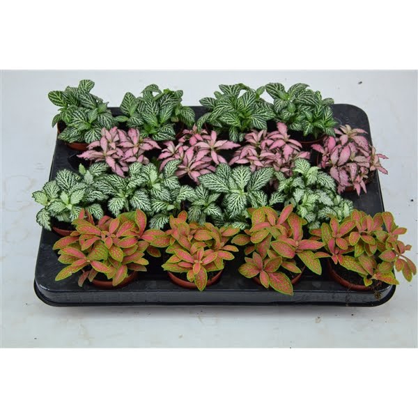 <h4>fittonia 7 cm. mix 4 kleuren</h4>