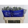 Eryngium Electric Dynamite