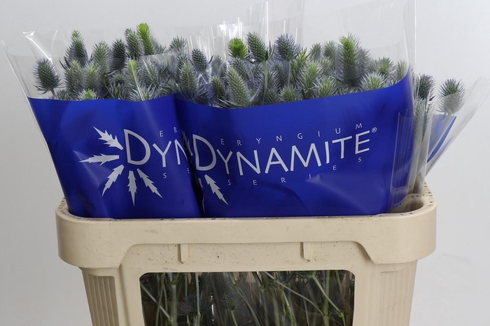 Eryngium Electric Dynamite
