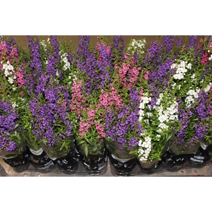 ANGELONIA P14 VARIADO