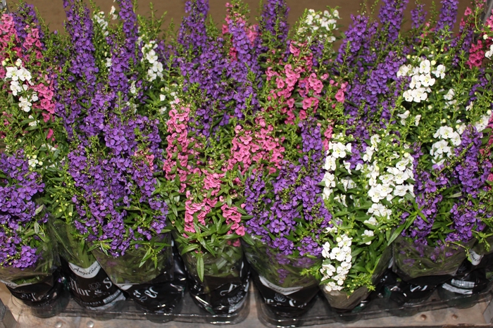 <h4>ANGELONIA P14 VARIADO</h4>