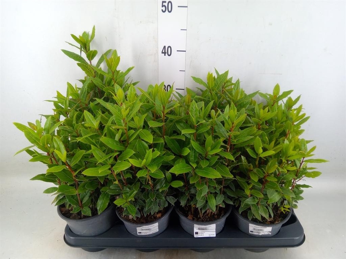 <h4>Laurus nobilis</h4>