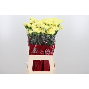 Di St Hermes Yellow