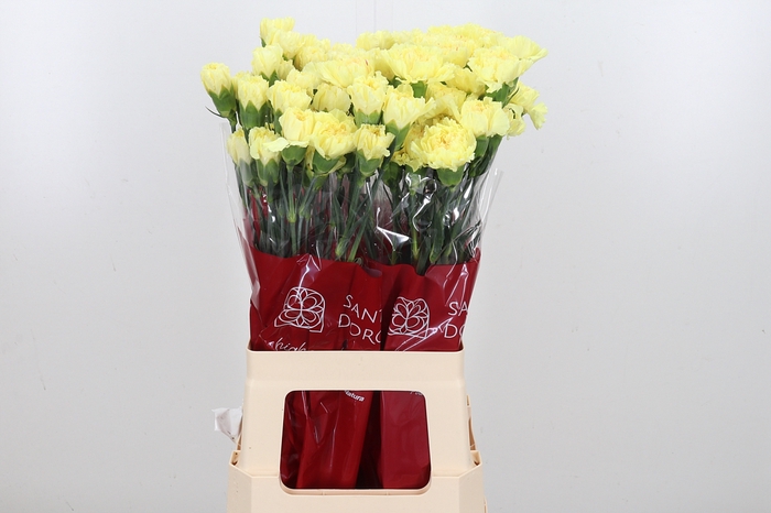 <h4>Di St Hermes Yellow</h4>