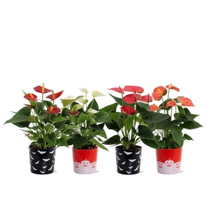 Anthurium 4 color mix in Halloween Bat + Pumpkin creamics