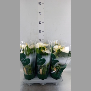 Anthurium andr. 'Samora'